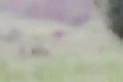 धुरकी: धुरकी प्रखंड के सुरु गांव में गजराज का आतंक, कई घरों को नुकसान, ग्रामीणों ने स्कूल में रात बिताई