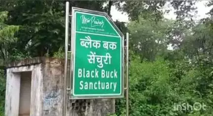 घोरावल: रॉबर्ट्सगंज के कैमूर वन्य जीव विहार में पहली बार देखे गए 9 तेंदुए, काले हिरनों की संख्या में हुई वृद्धि