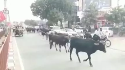 सिरमौर: सड़कों पर पशु छोड़ने वालों पर जुर्माने के साथ एफआईआर, निराश्रित गौवंश हटाने का अभियान चलाया जाएगा