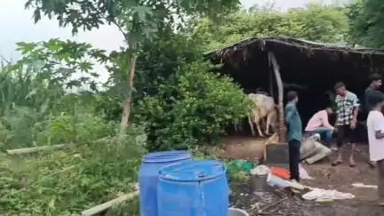 नवापूर: नवापाडा शिवारात शेतात शेळ्या आणि गाई वासरांवर बिबट्याचा हल्ला; हल्ल्यात ४ शेळ्या १ वासरू ठार