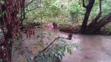 चाईबासा: वन विभाग ने सारंडा जंगल में घायल हाथी को एक सप्ताह बाद ढूंढा, दिया इलाज