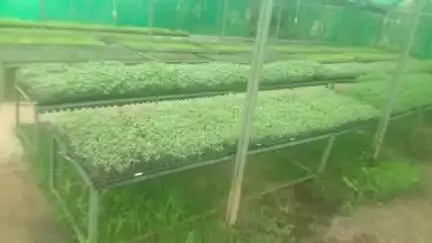 सूरजपुर: सूरजपुर के किसानों को मिनी प्लग टाइप सीडलिंग यूनिट से मिल रही गुणवत्तायुक्त पौधे, सालाना 20 लाख पौधों का उत्पादन