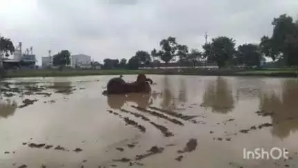 कुरूद: ग्राम चंदनबिरही के खेत में मताई का काम करते समय ट्रैक्टर की चपेट में आने से धमतरी निवासी ट्रैक्टर चालक की हुई मौत