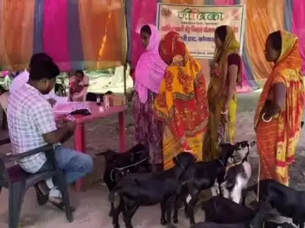 कोचाधामन: फुलवारी कुट्टी में जीविका के बैनर तले बकरी हाट शिविर आयोजित, बकरियों की हुई स्वास्थ्य जाँच