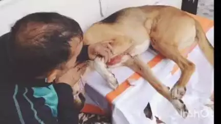 नैनीताल: तल्लीताल वार्ड नंबर 9 लोअर डांडा में देर रात तेंदुए ने पालतू कुत्ते पर किया हमला, क्षेत्र में बना डर