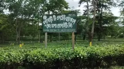 মোহনপুর: দূর্গাবাড়ী টি এসটেট ওয়ার্কার্স কোঅপারেটিভ সোসাইটি লিমিটেডের নবনির্বাচিত কমিটির সভাপতি এবং সম্পাদিকা নির্বাচন সম্পন্ন