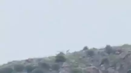 सीकर: आगरी क्षेत्र की पहाड़ियों में दो लेपर्ड का मूवमेंट नजर आया, ग्रामीण ने वन विभाग को दी सूचना