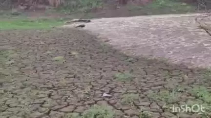 नवागढ़: पंडरिया क्षेत्र में हुई अच्छी बारिश से बेमेतरा जिला के हाफ नदी में आया पानी, किसानों में उत्साह दिखा