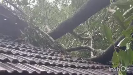 പട്ടാമ്പി: വല്ലപ്പുഴയിൽ മരം വീണ് പഞ്ചായത്ത് അംഗത്തിന്റെ വീട് തകർന്നു