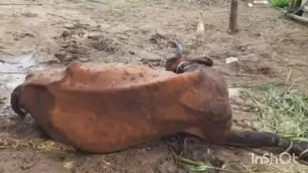 घैलाढ़: घैलाढ प्रखंड के परमानंदपुर वार्ड 13 और 15 में पशुओं में लंपी वायरस तेजी से फैल रहा है
