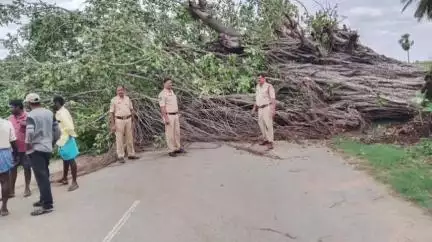 జనగాం: పాలకుర్తి లోని మల్లంపల్లి రహదారిపై నేలకులిన భారీ వృక్షం