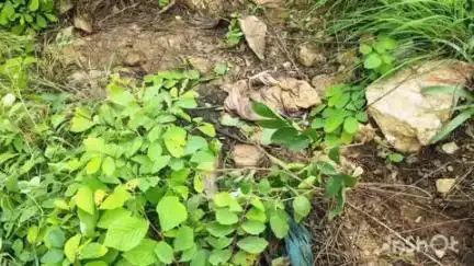 मोहड़ा: कचहरा गांव के पास पहाड़ से पुलिस ने एक महिला का कंकाल बरामद किया