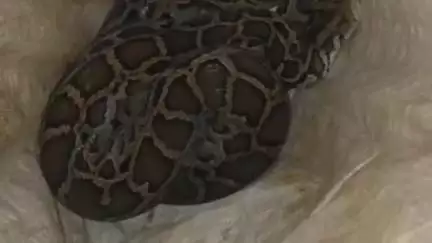 বিজনী ভাগ: ২ নং দাৰাঙ্গাৰ সুন্দৰি বজাৰত
অজগৰ সাপ উদ্ধাৰ বন বিভাগৰ