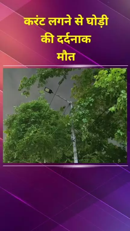 सीलमपुर: यमुना विहार में स्ट्रीट लाइट के करंट से घोड़ी की दर्दनाक मौत