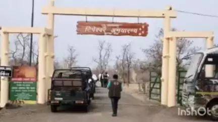 यवतमाळ: टिपेश्वर अभयारण्याचा राष्ट्रीय पातळीवर नावलौकिक, उत्तम व्यवस्थापन श्रेणीत देशात अव्वल