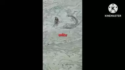 बस्ती: दुबौलिया थाना क्षेत्र के अशोकपुर सतहा गांव में धान की रोपाई करते समय एक किशोर की सांप देखकर हुई मौत, वीडियो वायरल