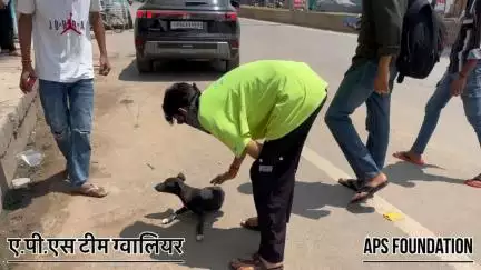 किसी ने इसका पैर तोड़ दिया 🥺

Respect Girls help poor help animals 

#apsgurjar #help #viral #support #gwalior