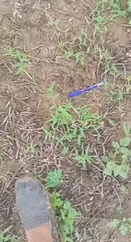 बाबई: माखन नगर के ग्राम गुडला गांव में फिर दिखा बाघ, बढ़ाई गई सुरक्षा