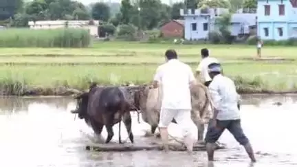रुद्रपुर: उत्तराखंड के मुख्यमंत्री पुष्कर सिंह धामी ने खटीमा पहुंचकर अपने खेत में धान की रोपाई की, वीडियो हो रहे हैं वायरल