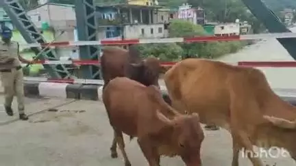 बागेश्वर: अस्पताल पुल पर जानवरों ने बनाया घर, आम आदमी से लेकर पुलिस तक परेशान, नगर पालिका से जानवरों से निजात दिलाने की मांग