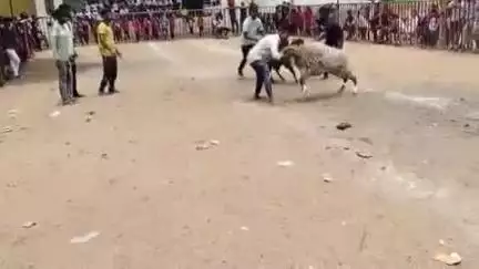 ಗುಳೇದಗುಡ್ಡ: ಕೋಟೆಕಲ್ ಗ್ರಾಮದಲ್ಲಿ ಮೊಹರಂ ಹಬ್ಬದ ನಿಮಿತ್ತ ಆಕರ್ಷಕ ಟಗರಿನ ಕಾಳಗ ಆಯೋಜನೆ, ಜಿಲ್ಲೆಯ ವಿವಿಧ ಭಾಗಗಳಿಂದ ಟಗರುಗಳು ಭಾಗಿ