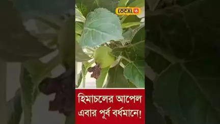Bangla News |  হিমাচলের আপেল পূর্ব বর্ধমানে!এ যেন অসম্ভবকে সম্ভব করে তোলা  | #local18shorts