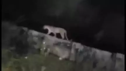 सपोटरा: नारौली डांग में सरकारी अस्पताल के पास पंचमुखी हनुमान मंदिर के निकट दिखा लेपर्ड, ग्रामीणों में दहशत