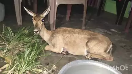 కుక్కల బారీ నుంచి జింకను రైతు కాపాడిన ఘటన శుక్రవారం రాత్రి తంబళ్లపల్లి మండలంలో జరిగింది.