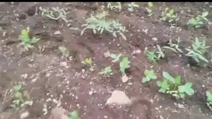 सेनगाव: आजेगांव शिवारातील महिला शेतकऱ्याचे वन्य प्राण्यांनी सोयाबीन पीक केले उद्ध्वस्त,भरपाई देण्याची मागणी #jansamasya