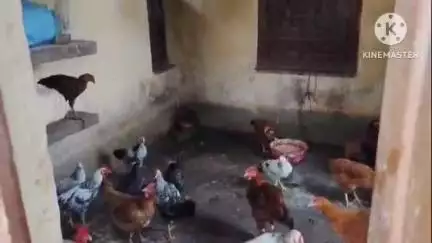 মগরাহাট ২: স্বাস্থ্য কেন্দ্র না গোয়ালঘর প্রাথমিকভাবে দেখে বোঝার উপায় নেই! মোহনপুর উপস্বাস্থ্য কেন্দ্র বেহাল দশা#jansamasya
