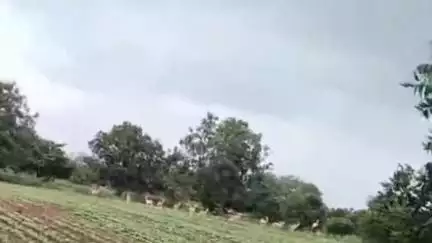 जालना: मोठ्या कष्टाने पिकवलेली पिकं हरीण करतायेत फस्त...
 नागेवाडी शिवारातील शेतकरी त्रस्त..