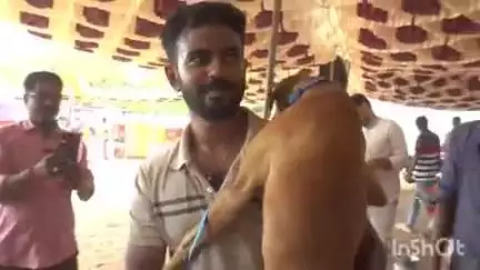 மதுரை தெற்கு: "மதுரையில் 2 நாட்கள் நடைபெறும் நாட்டின் நாய்கள் கண்காட்சி-ஏராளமான நாட்டின நாய்கள் கண்காட்சியில் பங்கேற்பு"