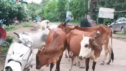 बड़वाह: बड़वाह के नावघाट खेड़ी के नर्मदा घाट जाने वाले मुख्य मार्ग पर आवारा पशुओं से रहवासी परेशान#jansamsya#