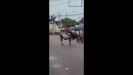 छतरपुर नगर: छत्रसाल चौक पर आवारा सांड पर बैठा मानसिक रूप से कमजोर व्यक्ति, वीडियो वायरल