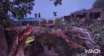 चाचौड़ा: मुहासा कला गांव: बारिश में बरगद का पेड़ गिरने से महिला दबी, अस्पताल में भर्ती