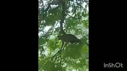 आलोट: हिंगड़ी में खूंखार बंदर का आतंक, 15 दिन में 12 से अधिक ग्रामीण घायल, वन विभाग व हॉस्पिटल की लचर व्यवस्था से लोग परेशान