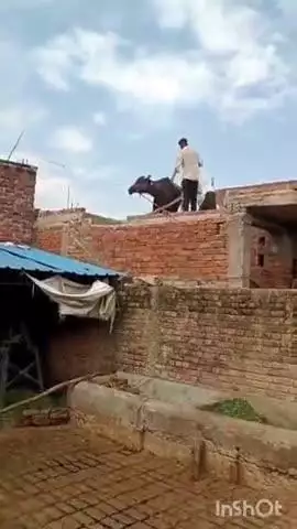 नजीबाबाद: नांगल में जीने के रास्ते छत पर चढ़ी भैंस, मामले का वीडियो हुआ वायरल