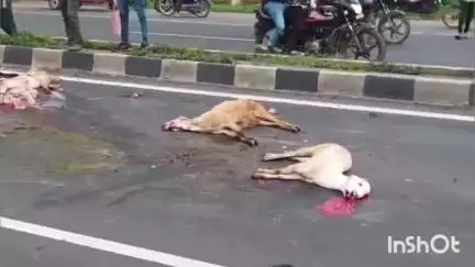 मंदसौर: बोतलगंज में अनियंत्रित ट्रक भेड़ों के झुंड पर चढ़ा, दो दर्जन भेड़ों की हुई मौत