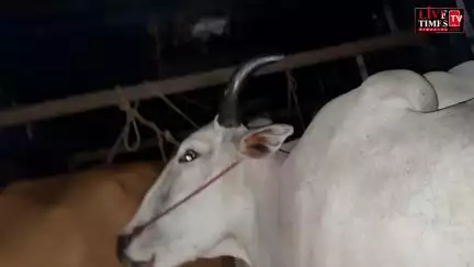 मंडी में युवकों ने गोवंश से भरा कंटेनर पकड़ा