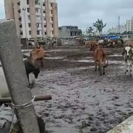 રાજકોટ પશ્ચિમ: રેલનગરમાં આવેલ મનપા સંચાલિત ગૌશાળામાં ગાયોની હાલત અત્યંત દયનીય, તાત્કાલિક સફાઈ કરાવવા માંગણી