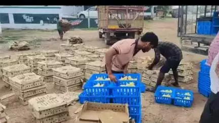 सिराथू: अम्बर ढाबा के पास चूज़े लदे पिकअप को ट्राले ने मारी टक्कर, चूज़ों की मौत, चालक और खलासी घायल