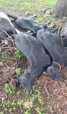 जतारा: धर्मपुरा गांव में आकाशीय बिजली गिरने से 4 बकरियों की हुई मौत, बाल-बाल बची किसान की जान