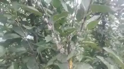 आनी: आनी में सेब पर मंडराया वूली एफिड का खतरा