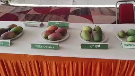 थानेसर: लाडवा फल मेले में दुनिया का सबसे महंगा मियाजाकी आम, भारत में ₹80 हजार/किलो