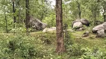 कुनकुरी: लोटापानी जंगल में फंसे 26 हाथियों के दल ने बस्ती में घुसपैठ की आशंका, कुनकुरी रेंज में अलर्ट जारी