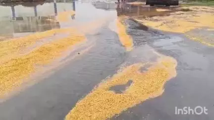 इंद्री: अनाज मंडी इंद्री में भारी बारिश से किसानों का मक्का बहा, मंडी प्रशासन की खुली पोल
