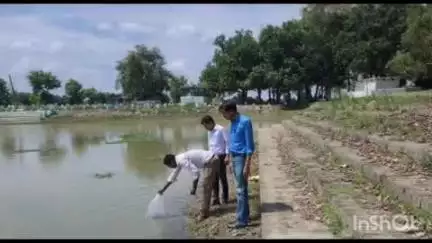 सलेमपुर: देवरिया जिले में शहर से लेकर 4 ब्लॉकों में 11 तालाबों में डाली गई 12,000 गैंबुजिया मछली