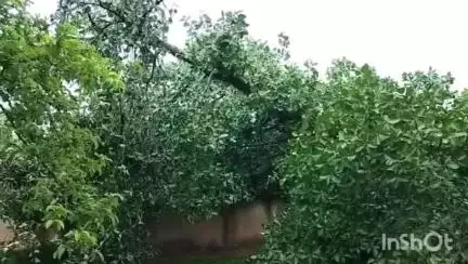 लखनपुर: ग्राम बिनिया में विशालकाय बरगद पेड़ गिरा, ग्रामीण परिवार बाल-बाल बचा, शासन-प्रशासन से मुआवजे की मांग