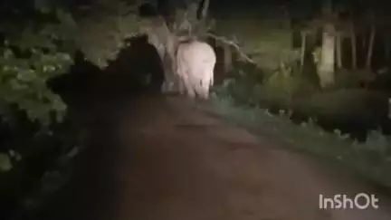 बगीचा वन परिक्षेत्र के खंताडाँड़ गांव में हाथी की बस्ती में घुसपैठ, फसलों को हुआ नुकसान, अलर्ट जारी