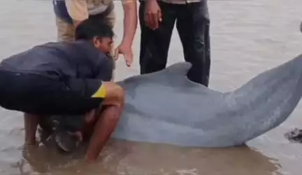 ઘોઘા: ઘોઘા તાબેના હાથબ બંગલા દરિયા કિનારે એક ડોલફિન માછલી આવી જતા સ્થાનિક લોકો દ્વારા દરિયામાં રેસ્ક્યુ કરવામાં આવી